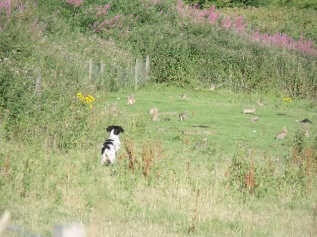 pointers flushing on command - Gun Dog Forum